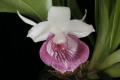 cochleanthes_guinensis.jpg
