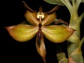 cycnoches_cooperi.jpg