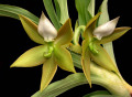 cycnoches_peruvianum.jpg