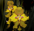 cyrtochilum_001.jpg