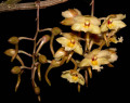 dendrobium_profusum.jpg