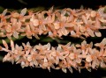 dendrochilum.jpg