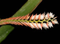 dendrochilum_001.jpg