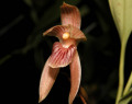 maxillaria_pulla.jpg