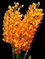 meineorchideenapril20060261bn.jpg