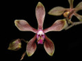 phalaenopsis_braceana.jpg