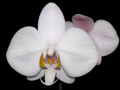 phalaenopsis_philippinensis.jpg