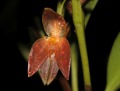 pleurothallis_sandemanii.jpg