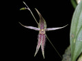 pleurothallis_schizopogon2.jpg