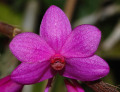 Dendrobium_glomeratum2.jpg