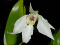 Dendrobium_johnsoniae.jpg