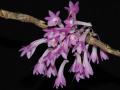 Dendrobium_kuhlii_hasseltii.jpg