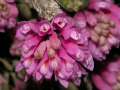 Dendrobium_limpidum.jpg