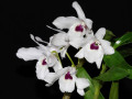 Dendrobium_lituiflorum_semi_alba.jpg