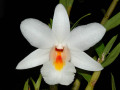 Dendrobium_margaritaceum.jpg
