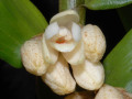 Dendrobium_melanostictum.jpg