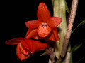 Dendrobium_melinanthum.jpg