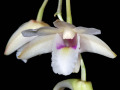 Dendrobium_platygastrium.jpg