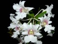 Dendrobium_sanderae_majus2.jpg