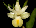 Dendrobium_uniflorum_tobaense.jpg