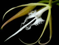 Epidendrum_ciliare_2.jpg