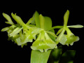 Epidendrum_diffusum.jpg