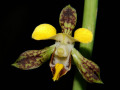 Eulophia_streptopetala.jpg