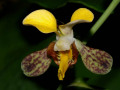 Eulophia_streptopetala_001.jpg