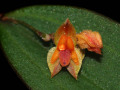 lepanthes_costariciensis.jpg