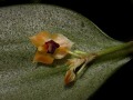 lepanthes_imbricans.jpg