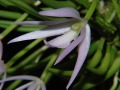 leptotes_unicolor.jpg