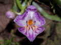 phalaenopsis_appendiculata_2.jpg