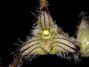 Bulbophyllum_lindleyanum3.jpg