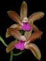 Cattleya_bicolor.jpg