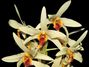 Dendrobium_heterocarpum~0.jpg