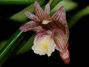Dendrobium_pachyphyllum.jpg