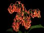 Epidendrum_cinnabarinum.jpg