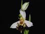 Ophrys_apifera.jpg
