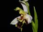 Ophrys_apifera2.jpg