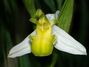 Ophrys_apifera_apochrom4.jpg