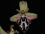Ophrys_creticavarthyrenica2.jpg