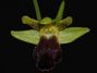 Ophrys_fusca.jpg