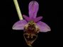 Ophrys_heldreichii.jpg