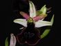 Ophrysxflavicans2.jpg