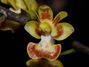 Phalaenopsis_chibae.jpg