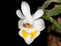 Phalaenopsis_gibbosa2.jpg
